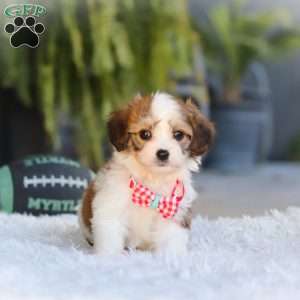 Scout, Cavachon Puppy